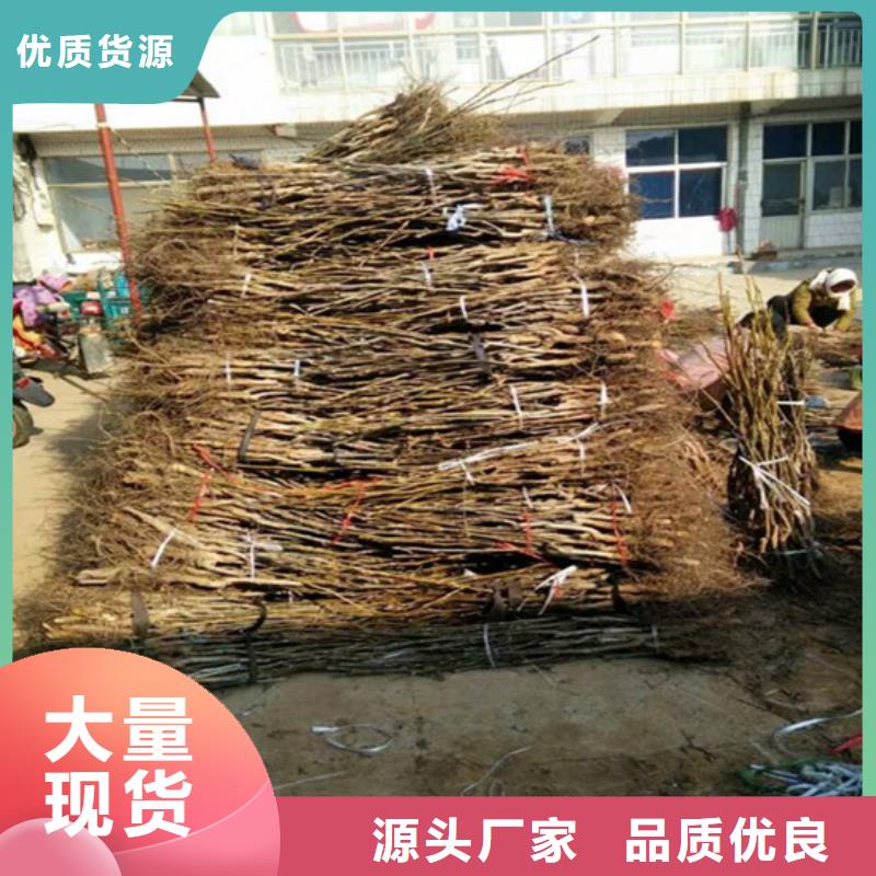 核桃樹耐儲存品種