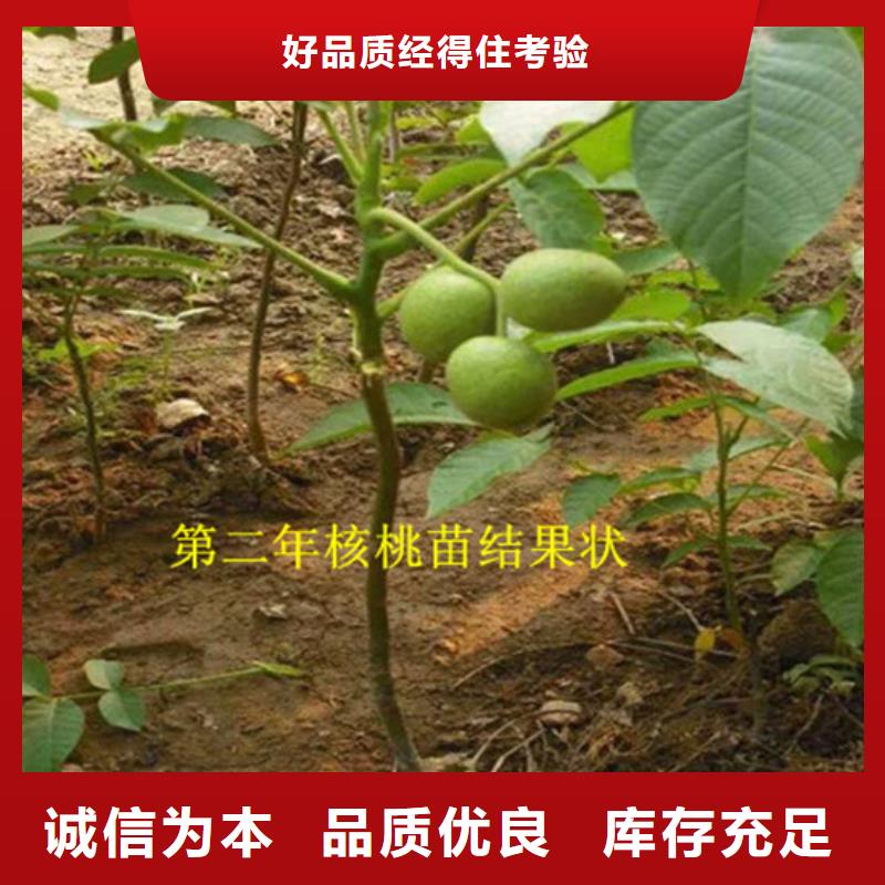 核桃苗_苹果苗专业生产设备
