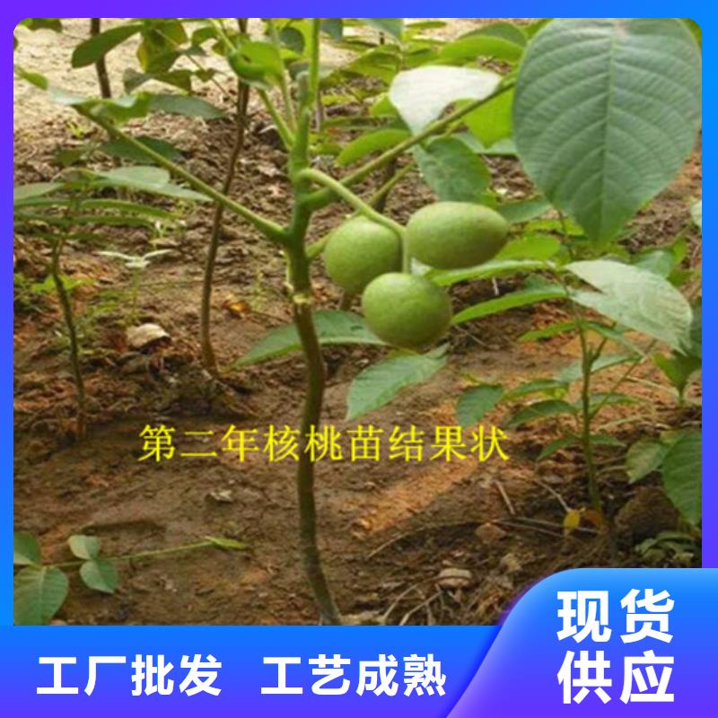 核桃苗櫻桃苗免費(fèi)寄樣