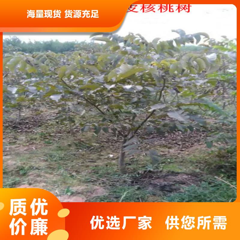 核桃苗_桃树苗基地现货采购