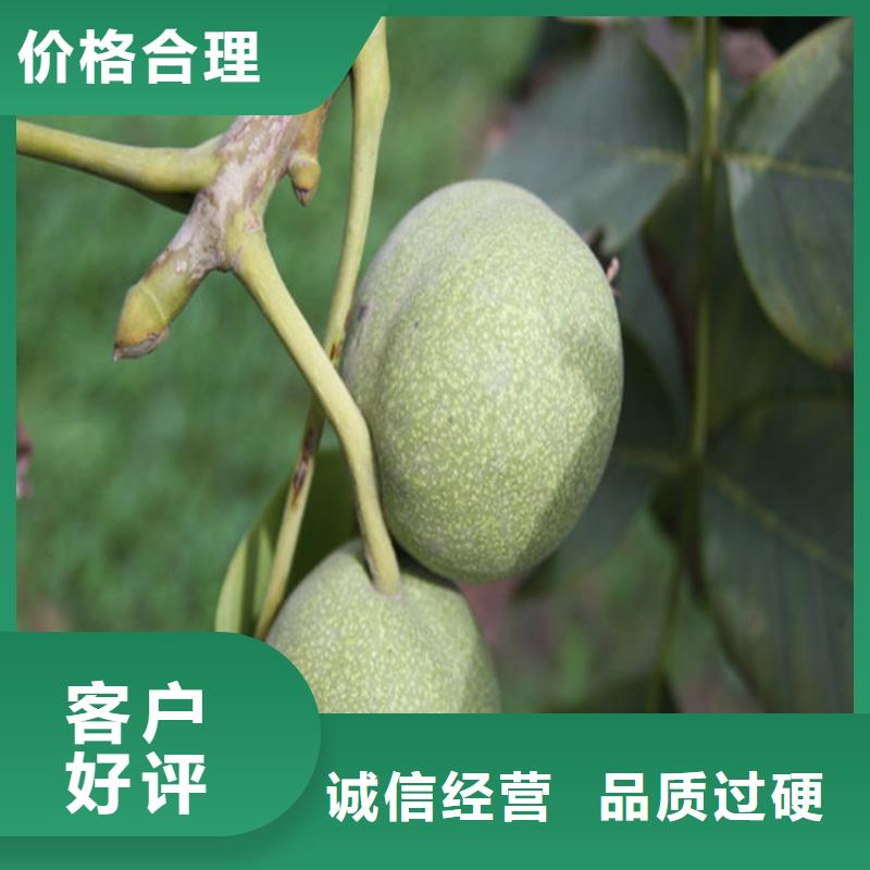 核桃苗藍莓苗廠家直銷大量現貨
