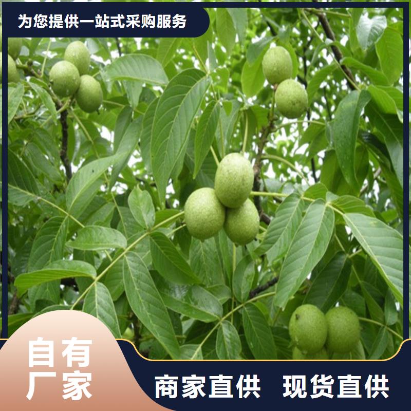 核桃苗_白桃樹苗高性價比