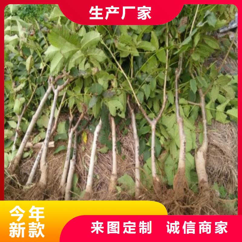 核桃苗陽光玫瑰葡萄樹苗品質卓越