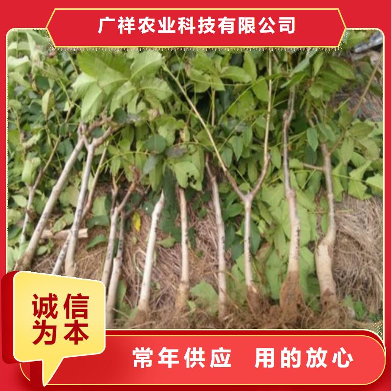 核桃苗無籽葡萄樹苗真正讓利給買家