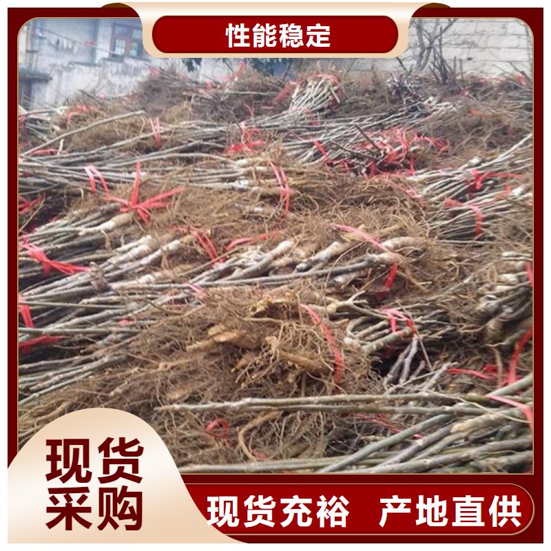 核桃苗,葡萄苗基地價格公道合理