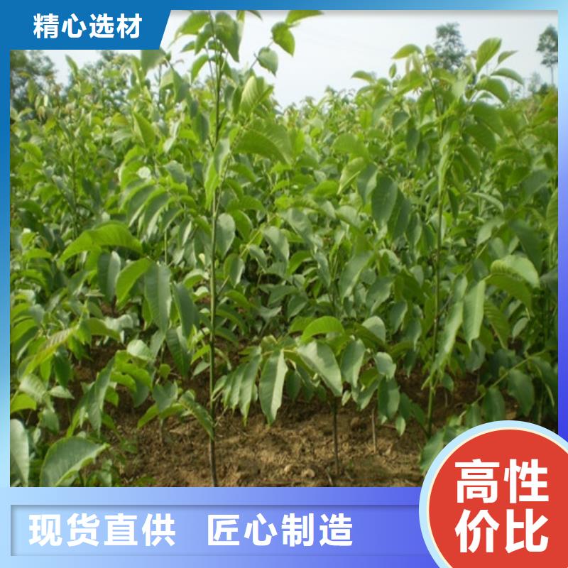 核桃苗軟籽石榴樹苗一站式服務