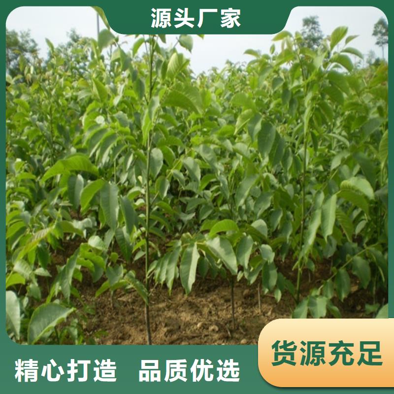 核桃樹耐儲存品種