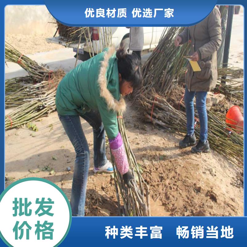 【核桃苗】,藍莓苗廠家直銷規格多樣