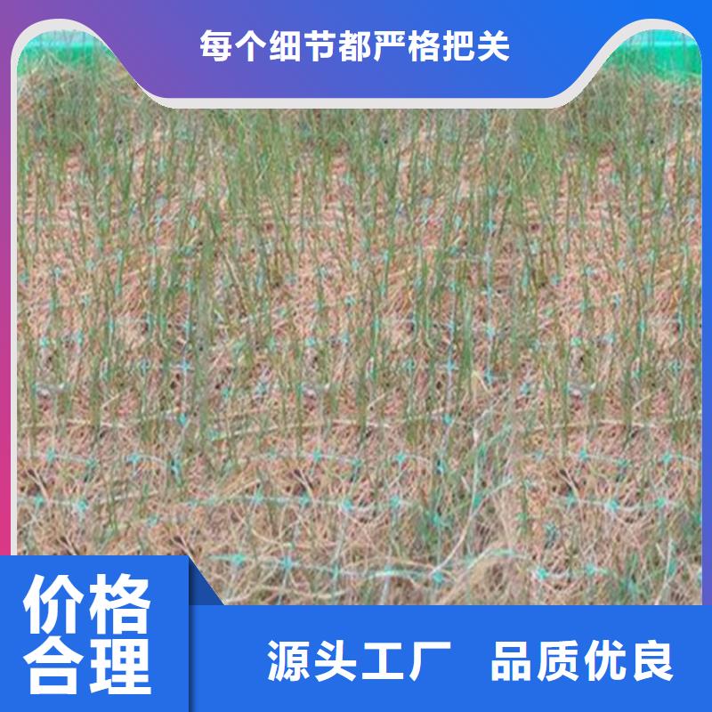 椰絲毯復合土工膜省心又省錢
