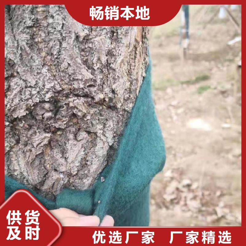 裹樹布-【塑料盲溝】真實拍攝品質可靠
