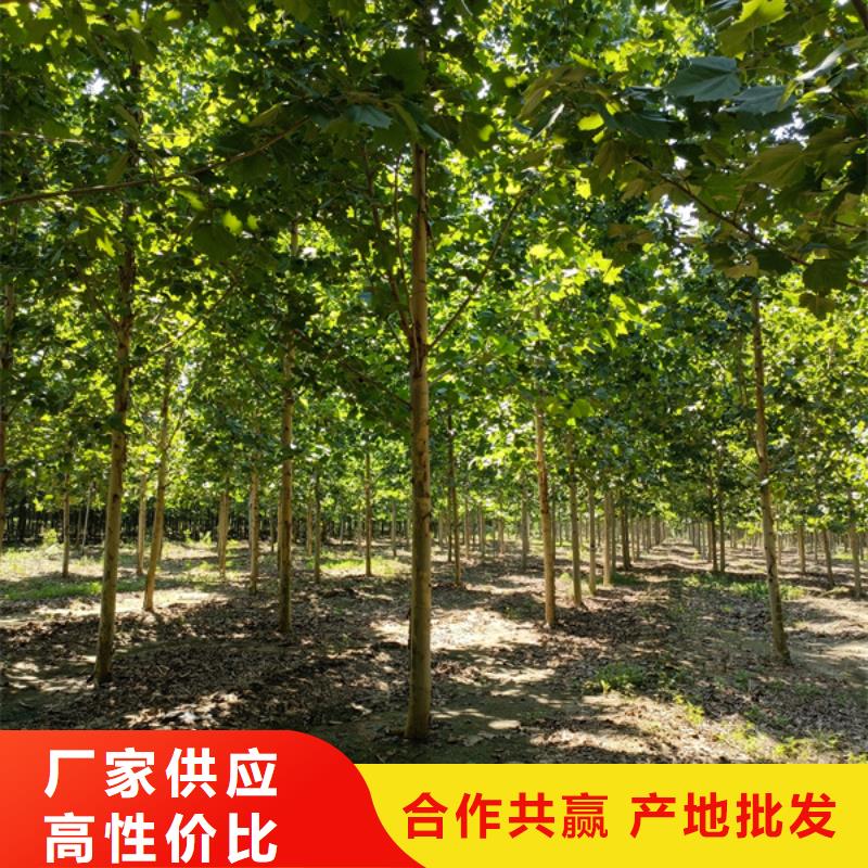 法桐畅销全国法桐基地