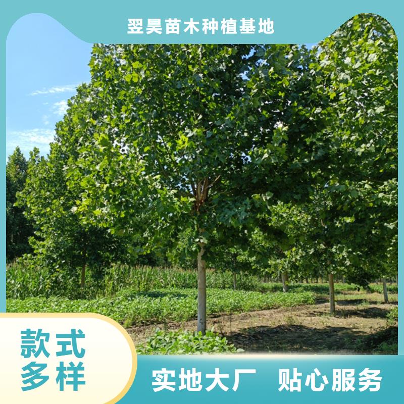 22公分法桐种植基地法桐