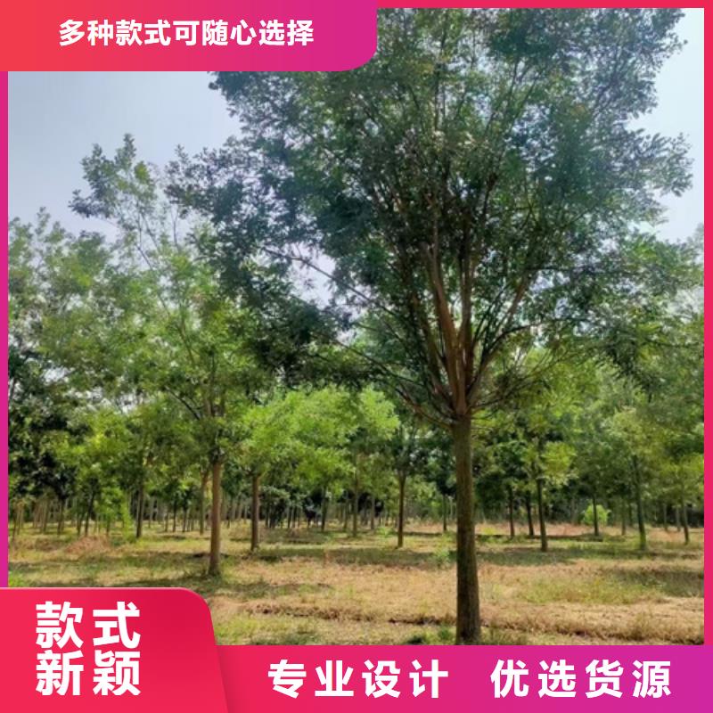 现货供应_速生法桐品牌:翌昊苗木种植基地