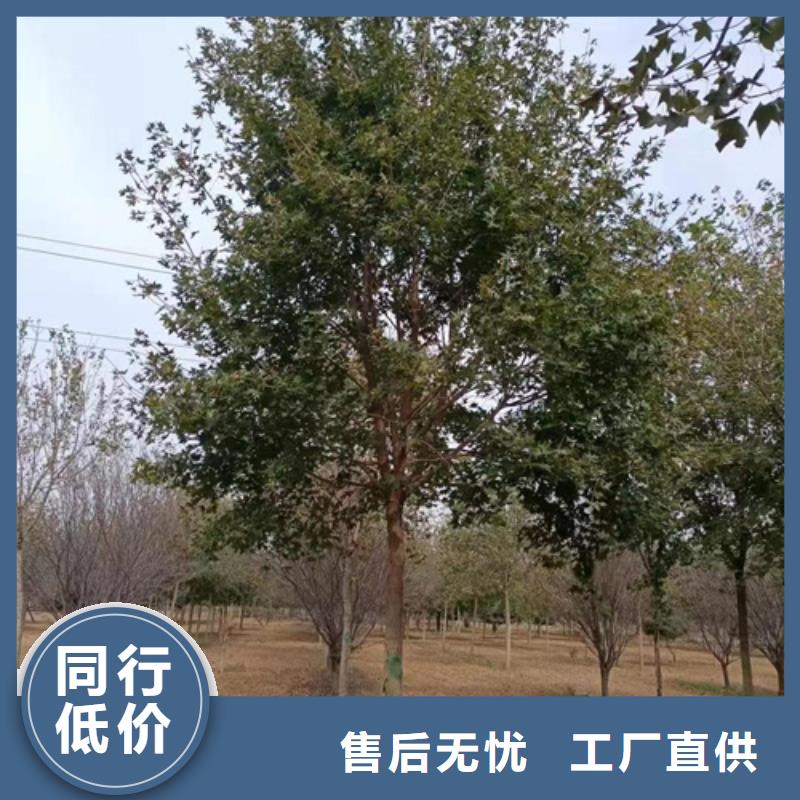 法桐小苗批发_翌昊苗木种植基地