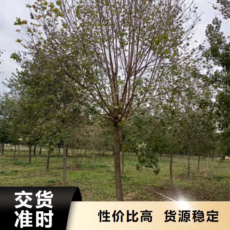 法桐价格种植基地绿化苗木