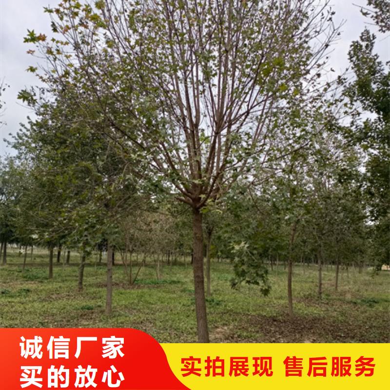 选购造型法桐认准翌昊苗木种植基地