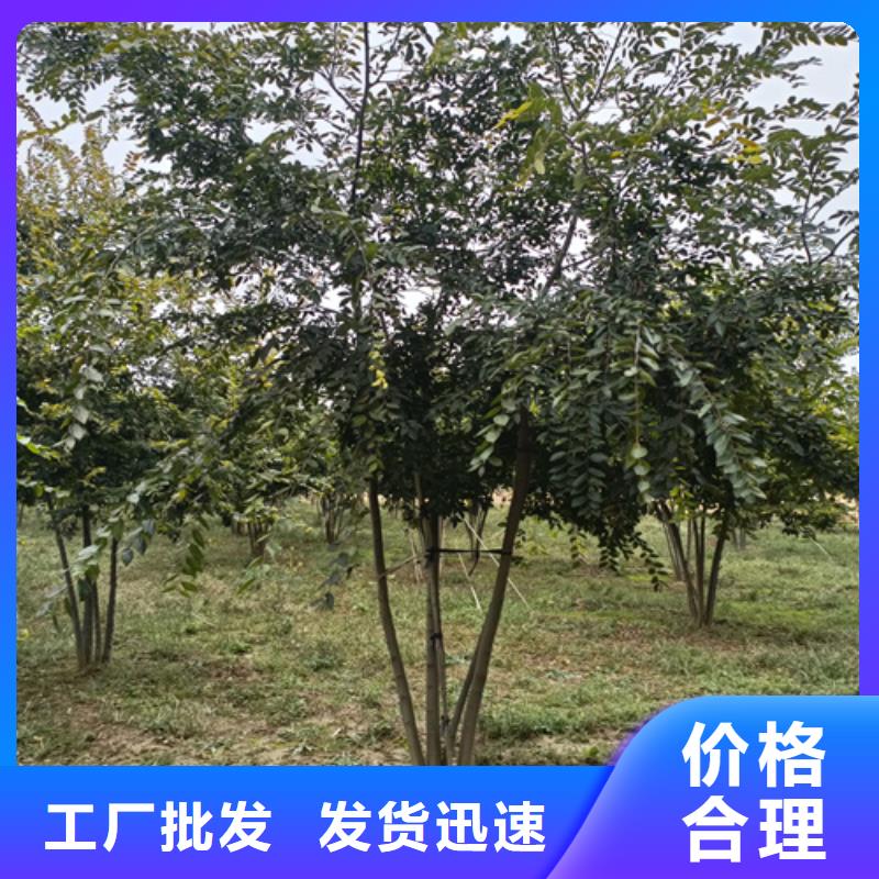 法桐小苗量大從優苗木基地