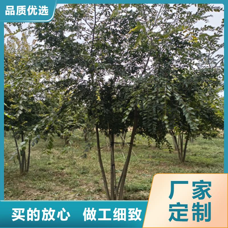 法桐小苗品牌-报价_翌昊苗木种植基地