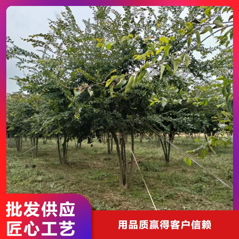 买速生法桐到翌昊苗木种植基地