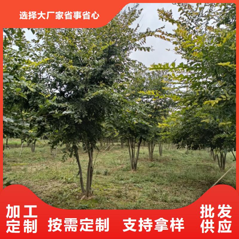 造型法桐种植基地绿化苗木