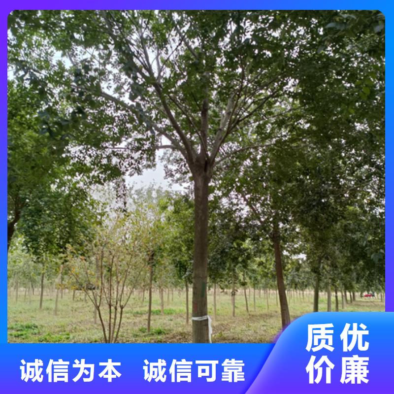 法桐小苗公司_翌昊苗木种植基地