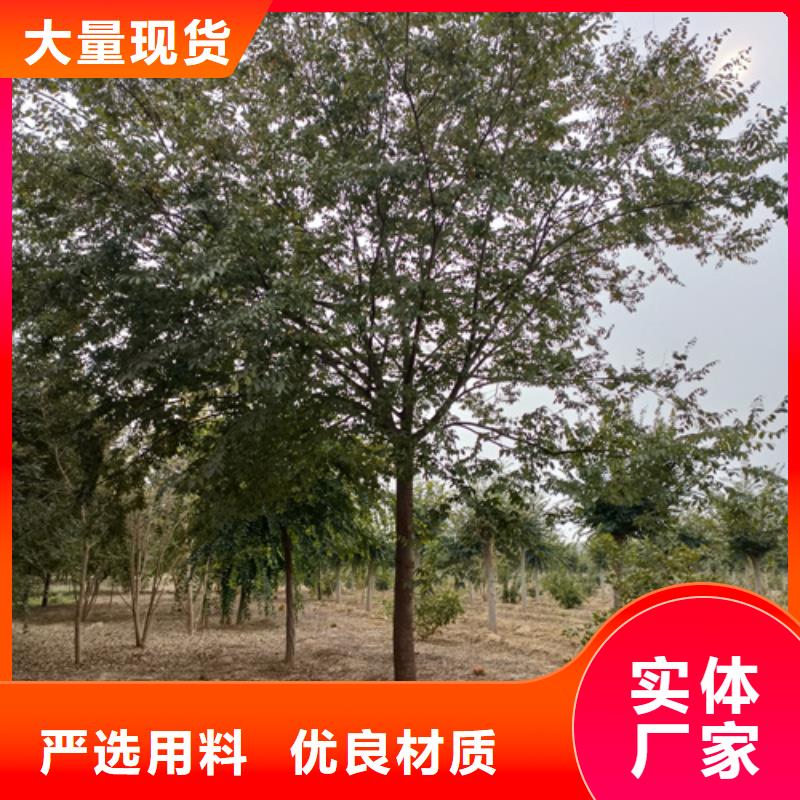 造型法桐种植基地绿化苗木