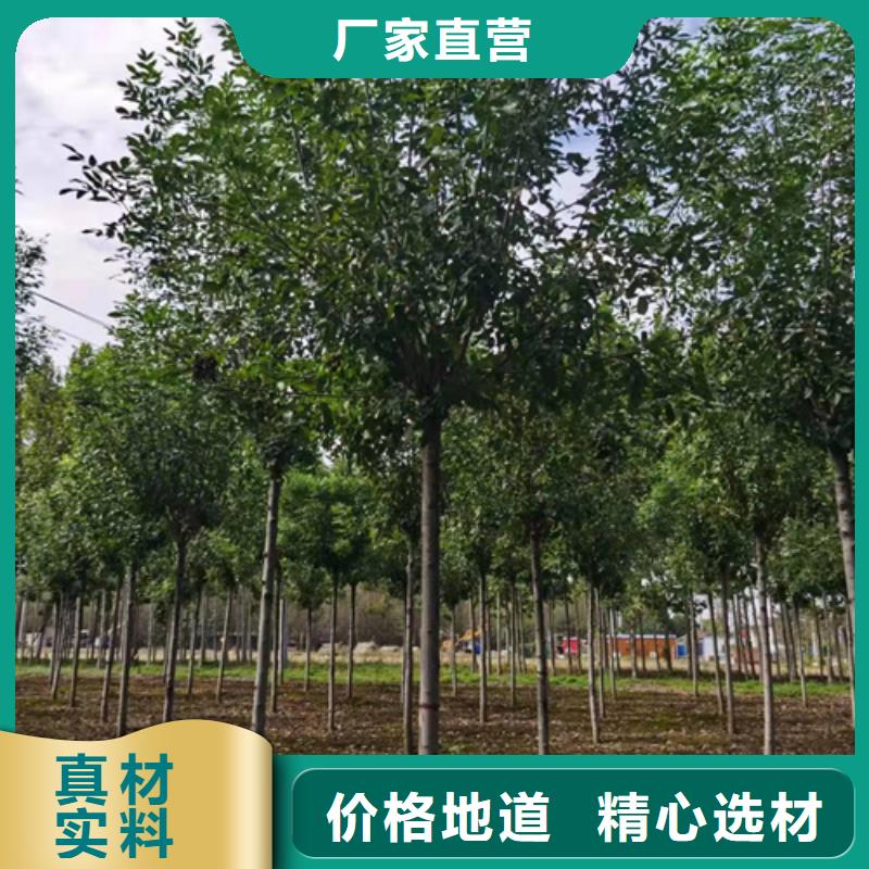 法桐种植基地苗木基地