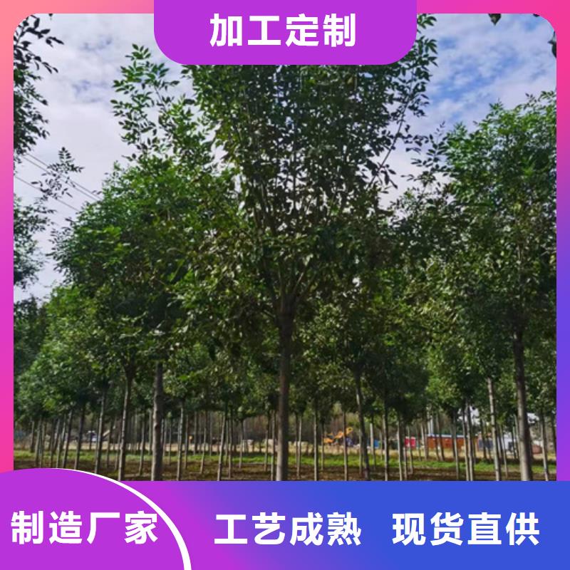 法桐小苗现货齐全苗木基地