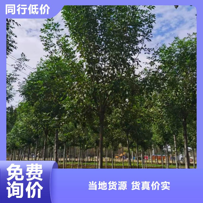 發貨速度快的速生法桐廠家