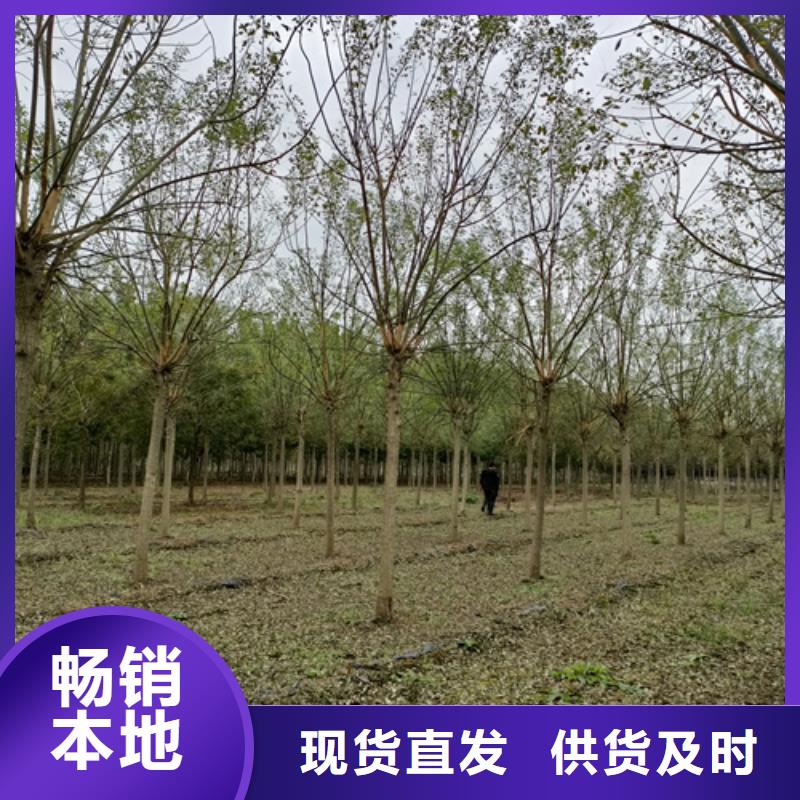 找法桐行情认准翌昊苗木种植基地