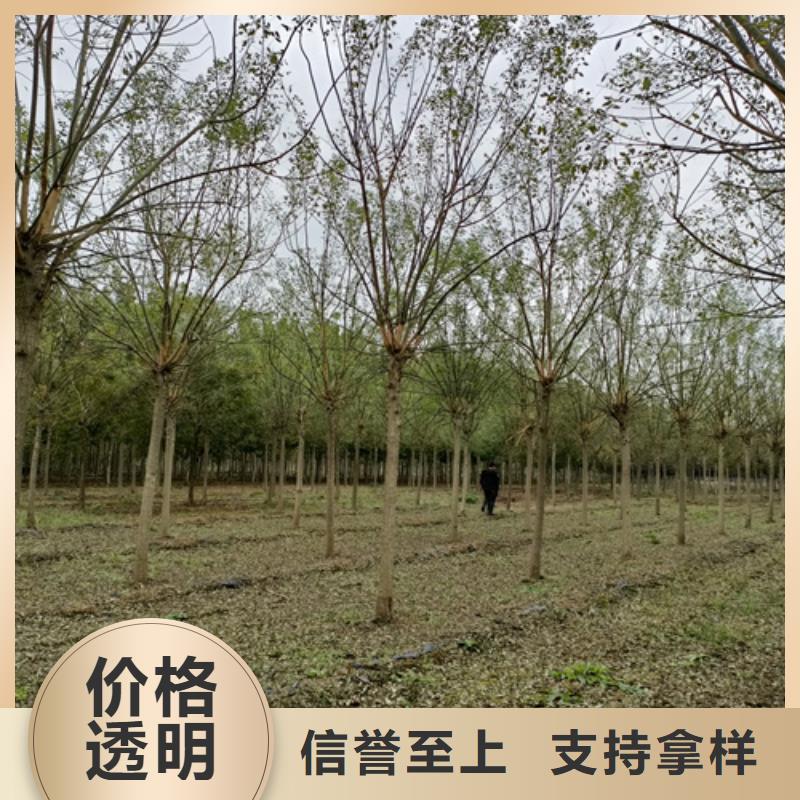 法桐现货直供苗木基地