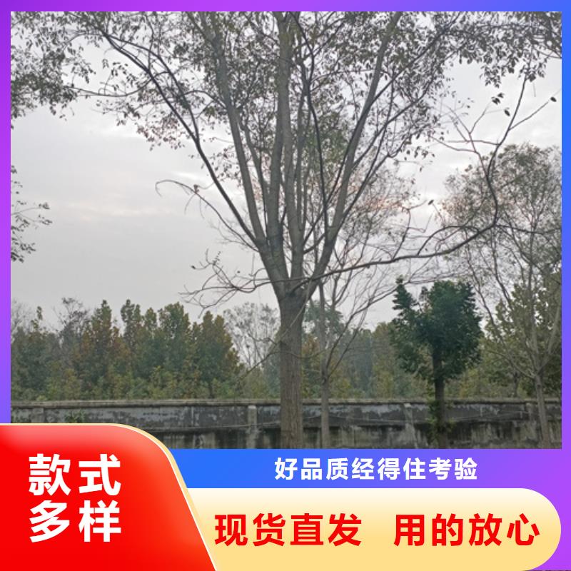 法桐价格质量放心苗木基地