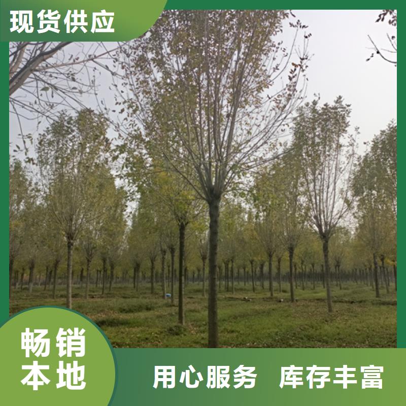 选购法桐小苗找翌昊苗木种植基地