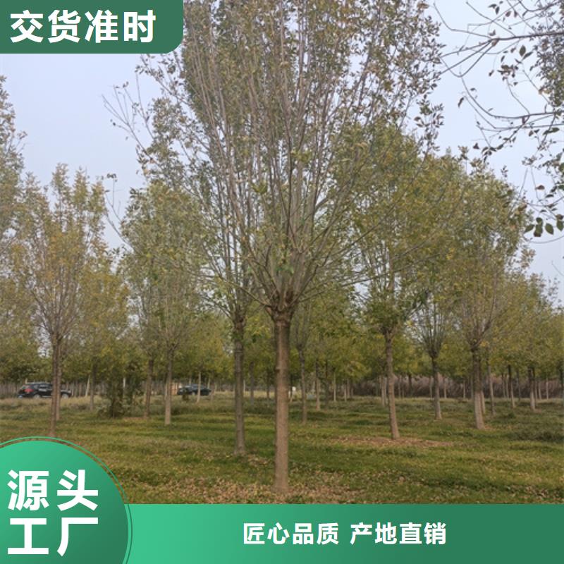 法桐价格采购价格苗木基地