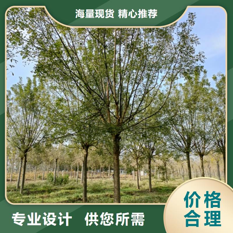 法桐行情质量可靠绿化乔木