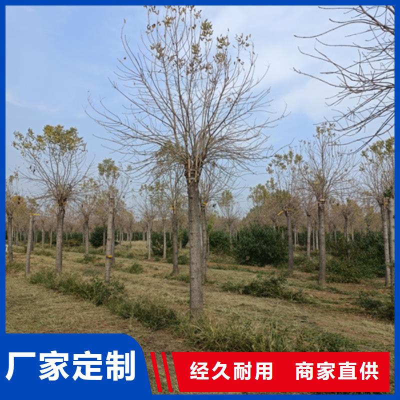 法桐小苗公司_翌昊苗木种植基地