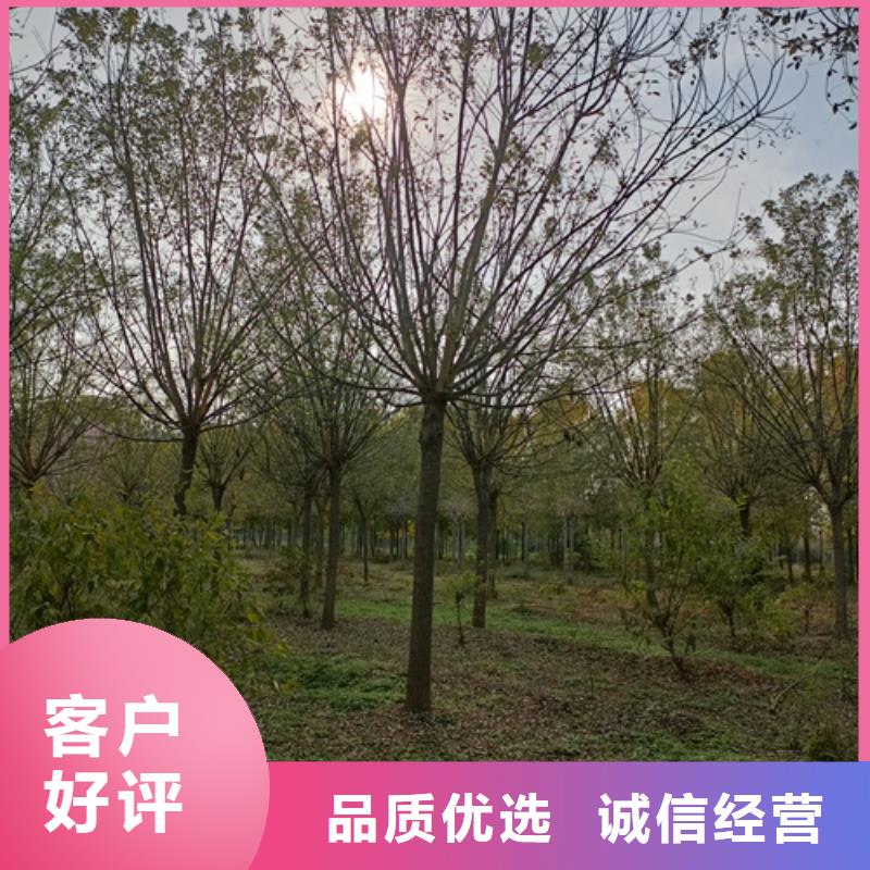 法桐价格采购价格苗木基地