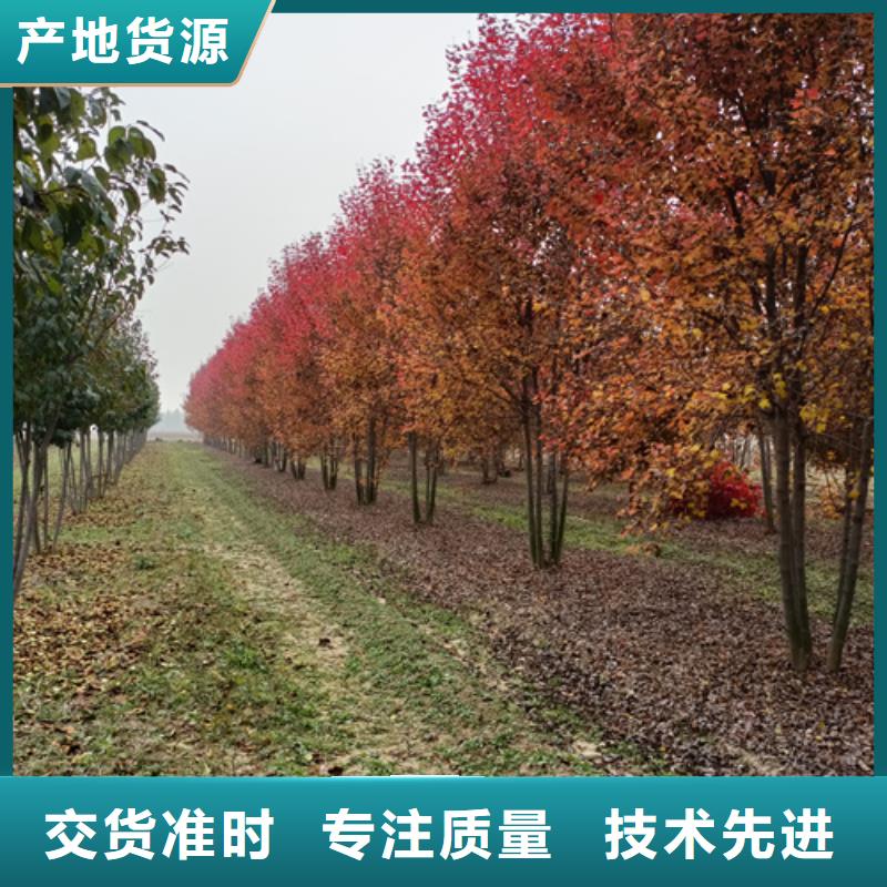 法桐行情量大從優(yōu)