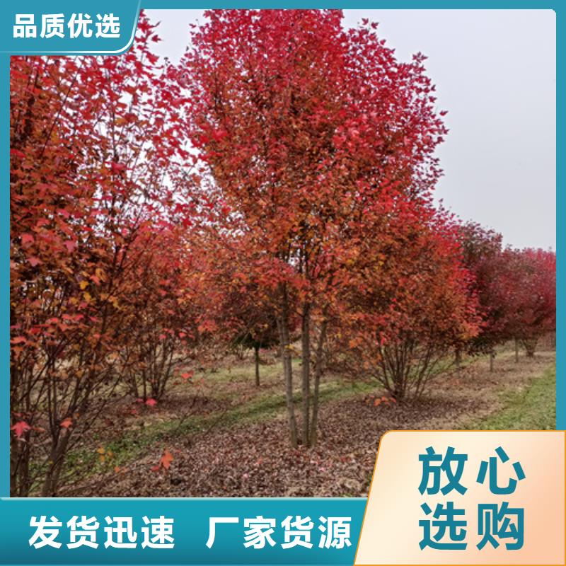 现货供应_法桐行情品牌:翌昊苗木种植基地