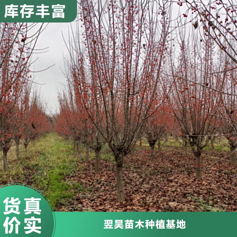 法桐,原生冠法桐精品选购