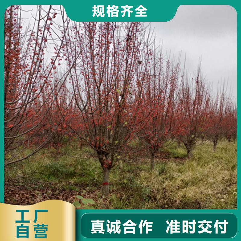 法桐小苗品牌-报价_翌昊苗木种植基地