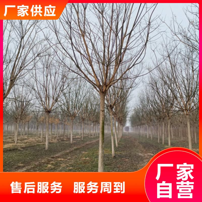 法桐行情品牌:翌昊苗木种植基地