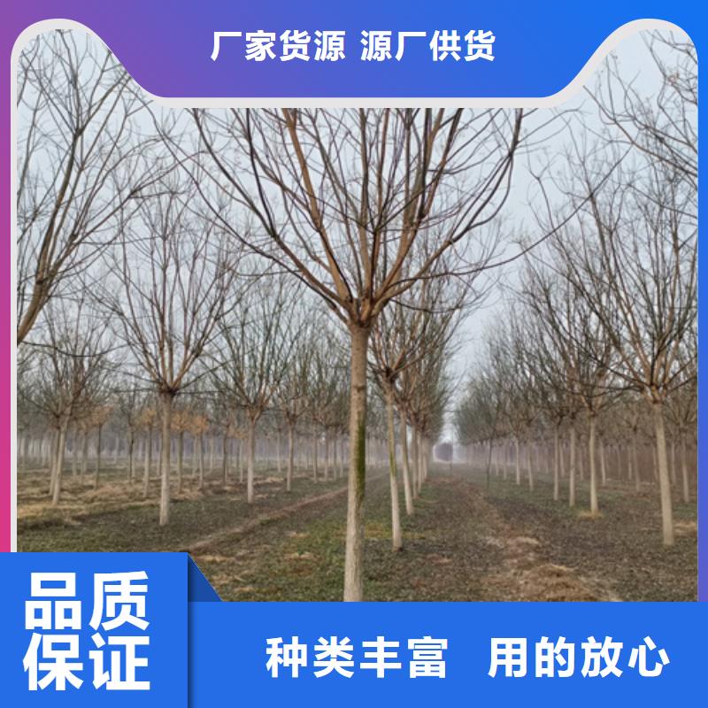 造型法桐制造厂_翌昊苗木种植基地