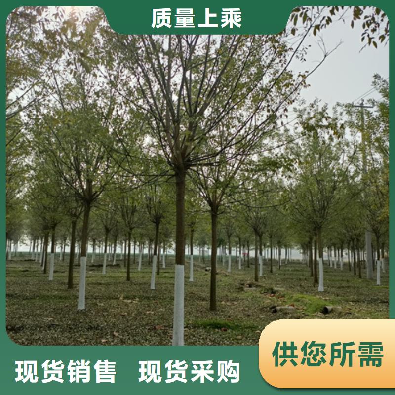 法桐金叶槐值得信赖