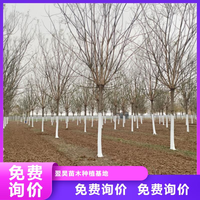 法桐價(jià)格歡迎電詢苗木基地