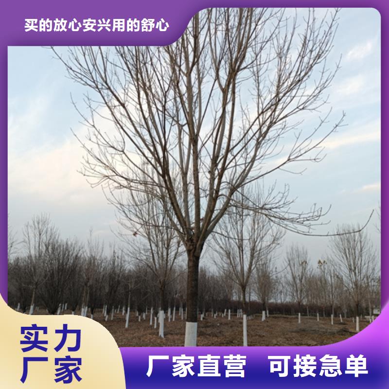 法桐廠家精選