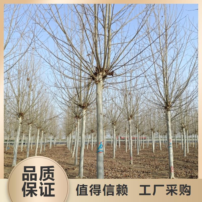 速生法桐資質齊全