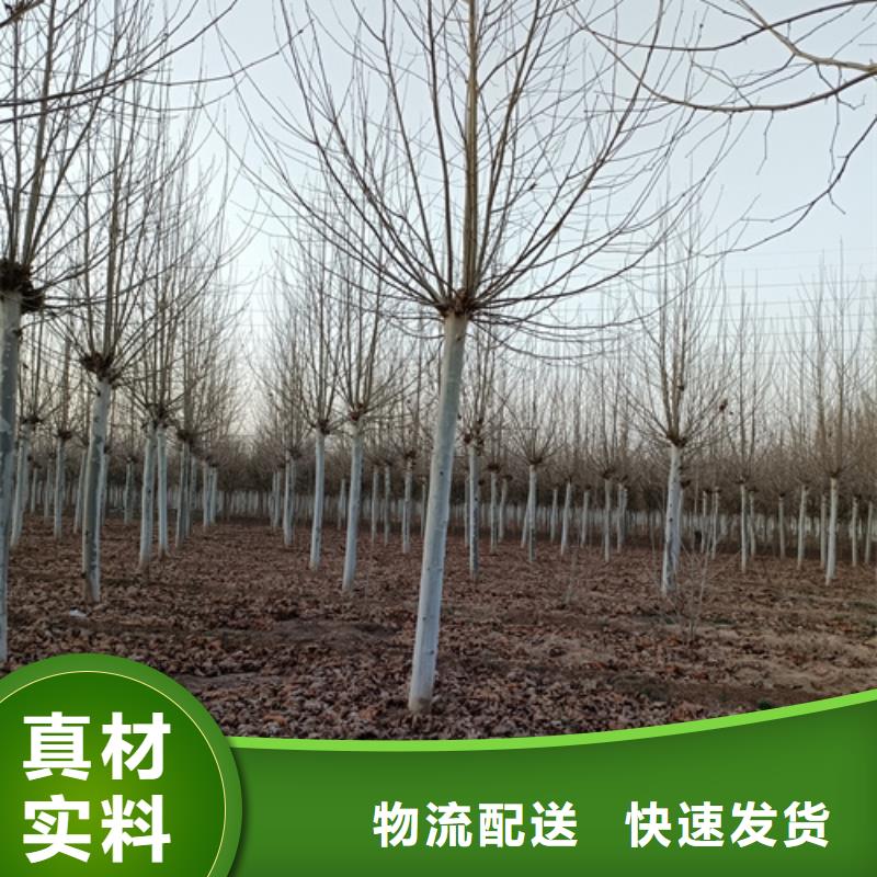 法桐价格种植基地绿化苗木