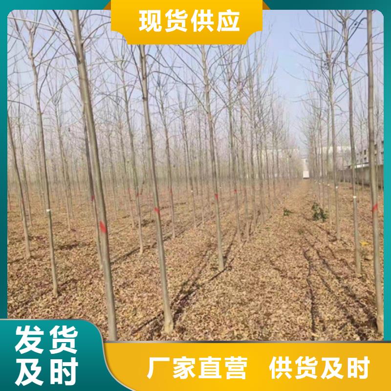 造型法桐供貨商