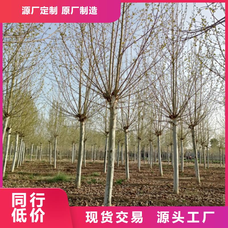 现货供应_速生法桐品牌:翌昊苗木种植基地